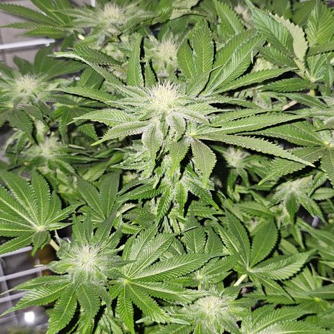 Special queen  growlog timeline photo