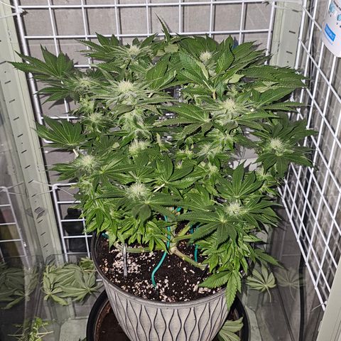 Special queen  growlog timeline photo