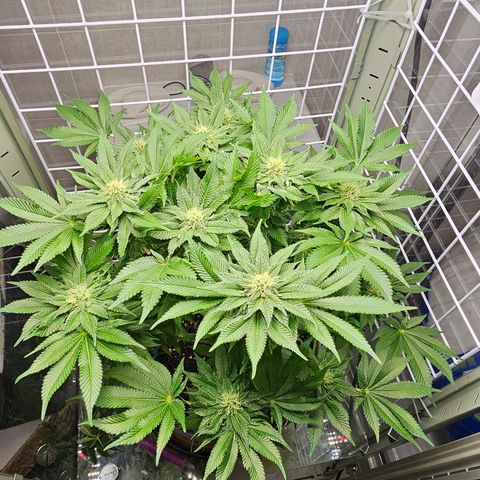 Special queen  growlog timeline photo