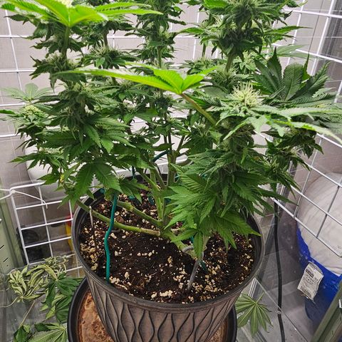 Special queen  growlog timeline photo