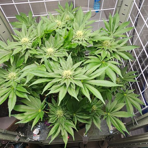 Special queen  growlog timeline photo