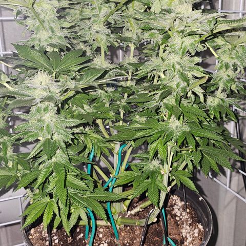 Special queen  growlog timeline photo
