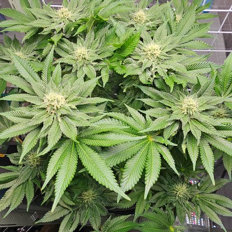 Special queen  growlog timeline photo