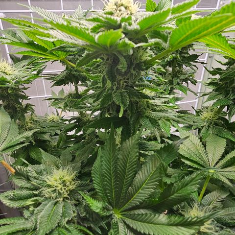 Special queen  growlog timeline photo
