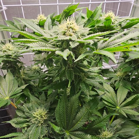Special queen  growlog timeline photo