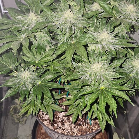 Special queen  growlog timeline photo