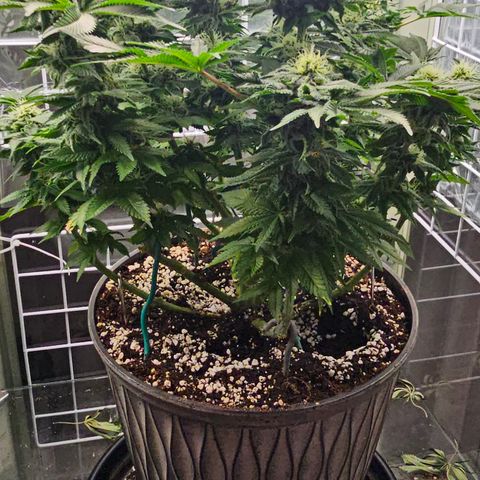 Special queen  growlog timeline photo