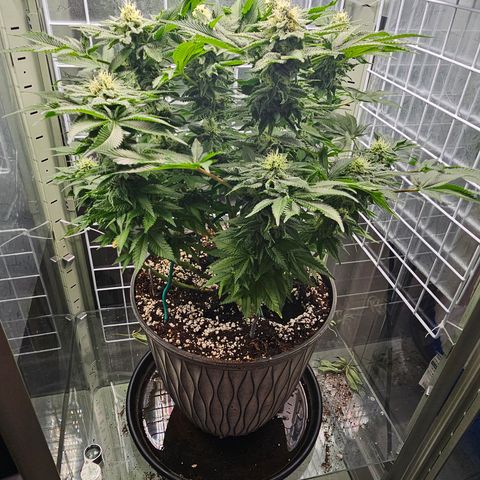 Special queen  growlog timeline photo