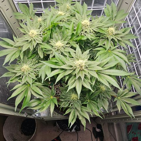 Special queen  growlog timeline photo