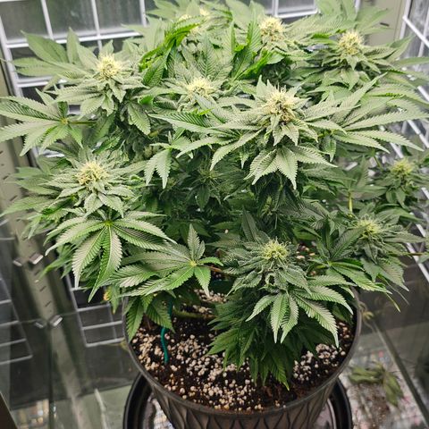 Special queen  growlog timeline photo