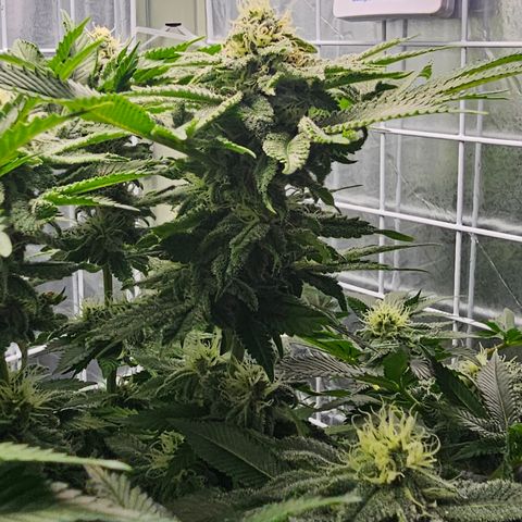Special queen  growlog timeline photo