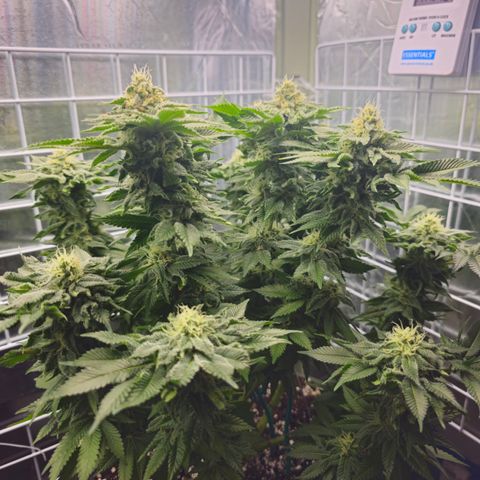 Special queen  growlog timeline photo