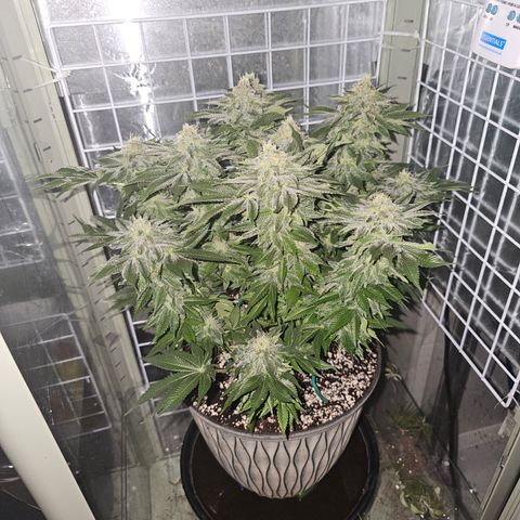 Special queen  growlog timeline photo