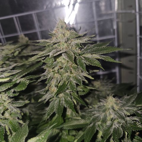Special queen  growlog timeline photo