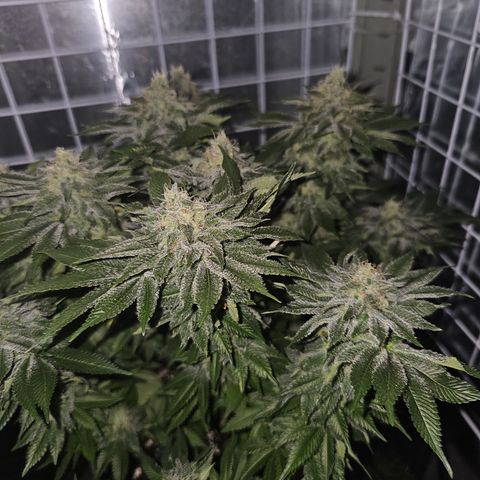 Special queen  growlog timeline photo