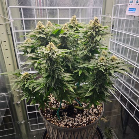 Special queen  growlog timeline photo