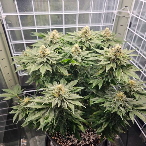 Special queen  growlog timeline photo