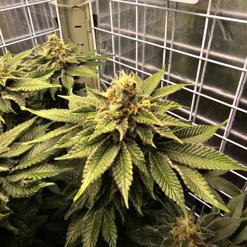 Special queen  growlog timeline photo