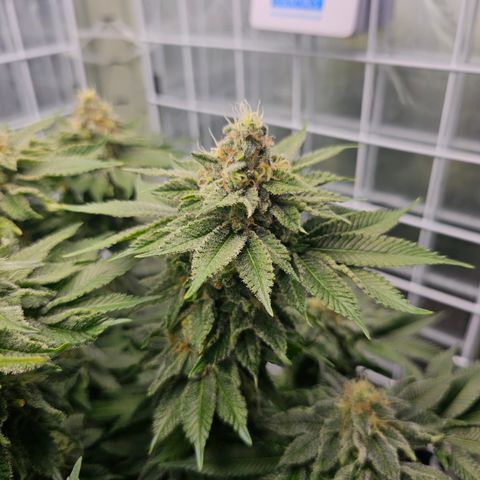 Special queen  growlog timeline photo