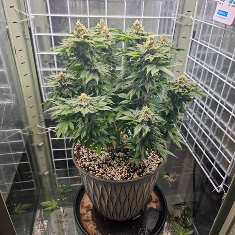 Special queen  growlog timeline photo