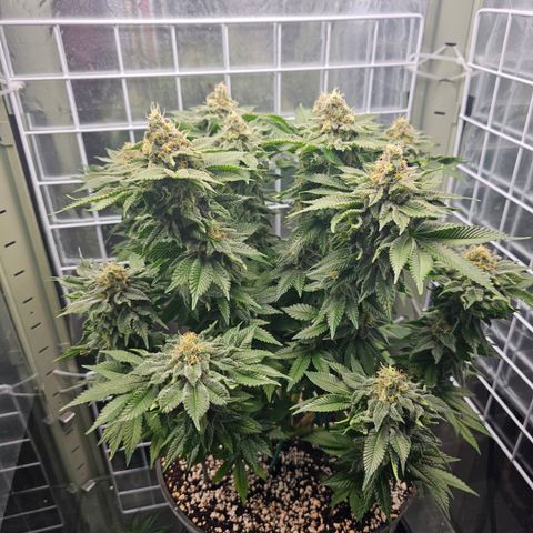 Special queen  growlog timeline photo