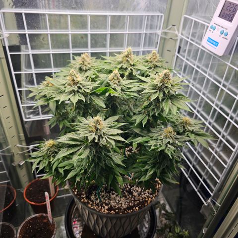 Special queen  growlog timeline photo