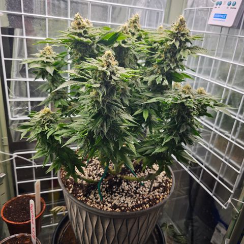 Special queen  growlog timeline photo