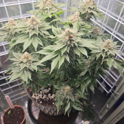 Special queen  growlog timeline photo