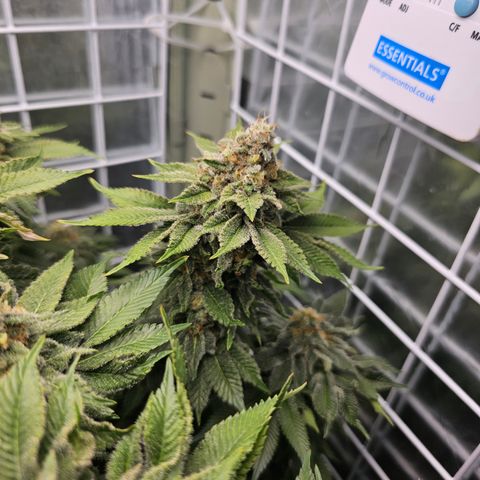 Special queen  growlog timeline photo