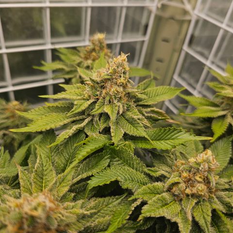Special queen  growlog timeline photo