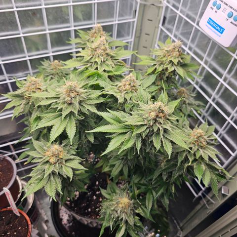Special queen  growlog timeline photo