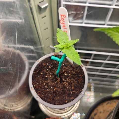 Royal Dwarf growlog timeline photo