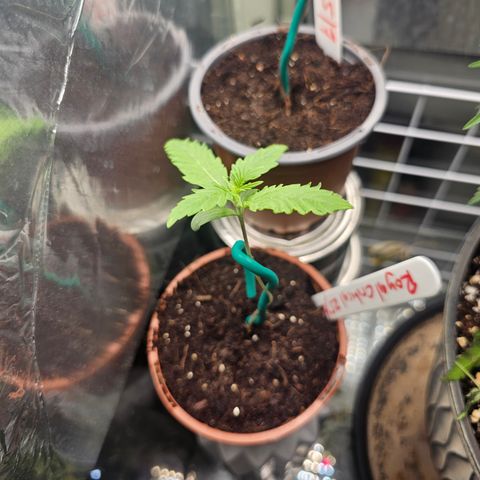 Royal Critical Automatic growlog timeline photo