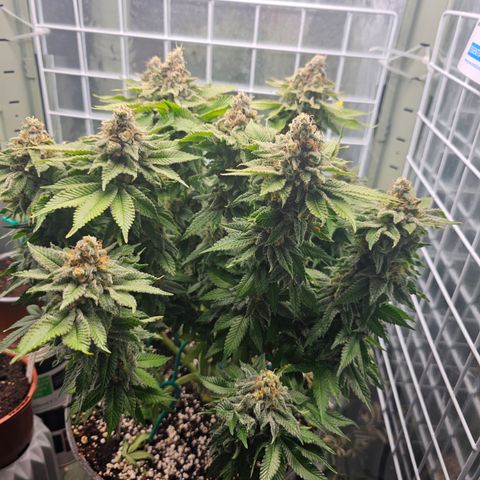 Special queen  growlog timeline photo