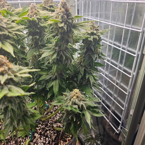 Special queen  growlog timeline photo
