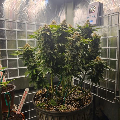 Special queen  growlog timeline photo