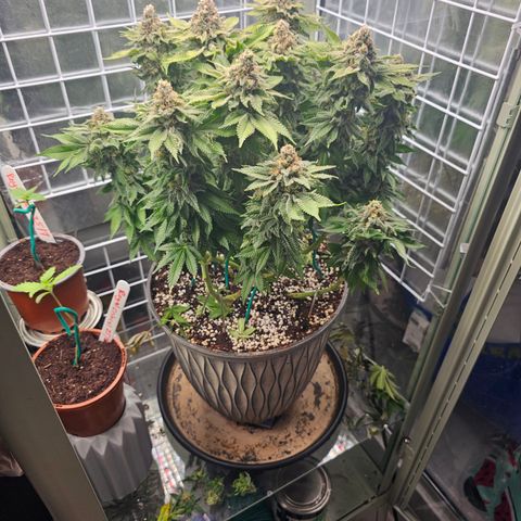 Special queen  growlog timeline photo