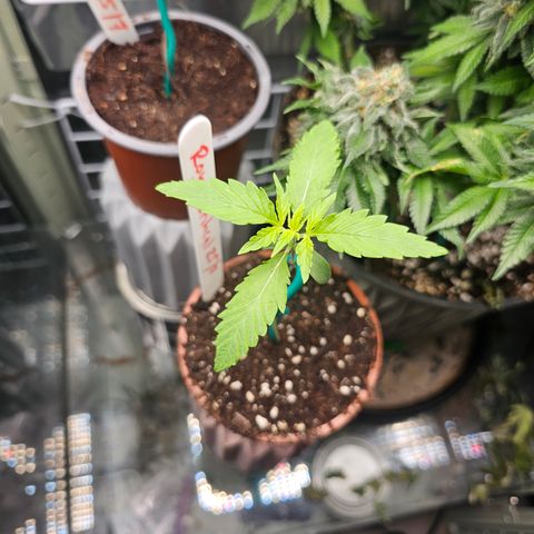 Royal Critical Automatic growlog timeline photo