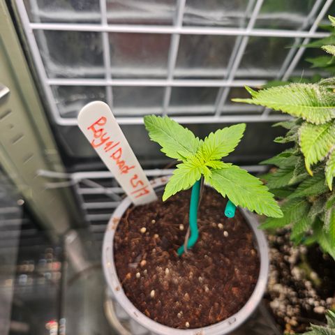 Royal Dwarf growlog timeline photo