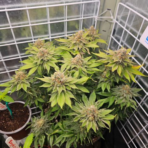 Special queen  growlog timeline photo