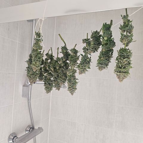 Special queen  growlog timeline photo