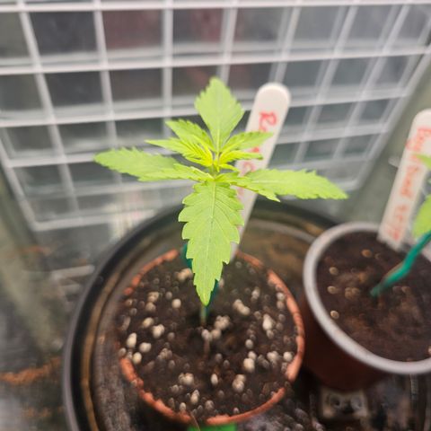 Royal Critical Automatic growlog timeline photo