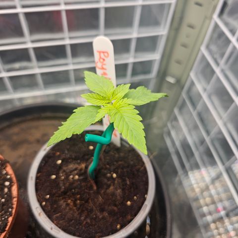 Royal Dwarf growlog timeline photo