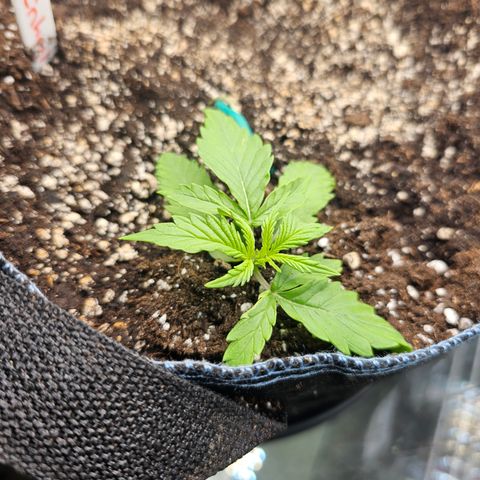 Royal Critical Automatic growlog timeline photo