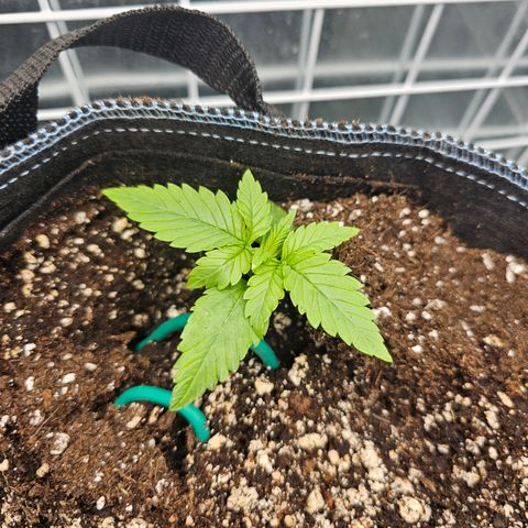 Royal Dwarf growlog timeline photo