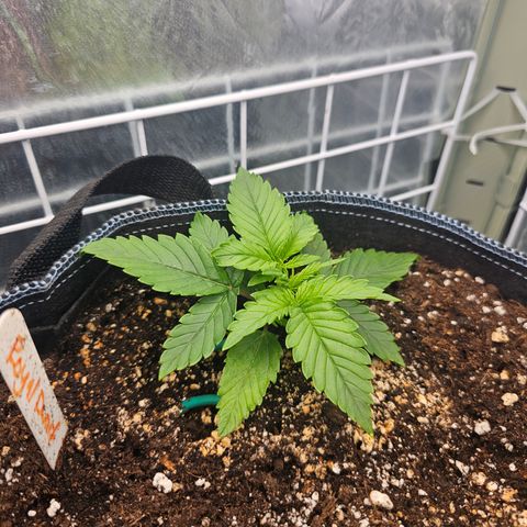 Royal Dwarf growlog timeline photo