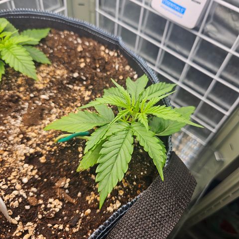Royal Critical Automatic growlog timeline photo