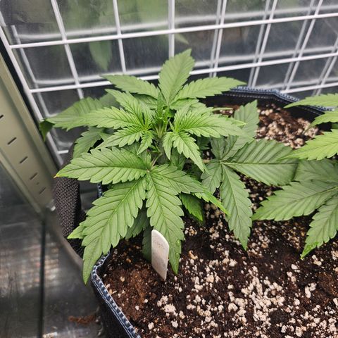 Royal Dwarf growlog timeline photo