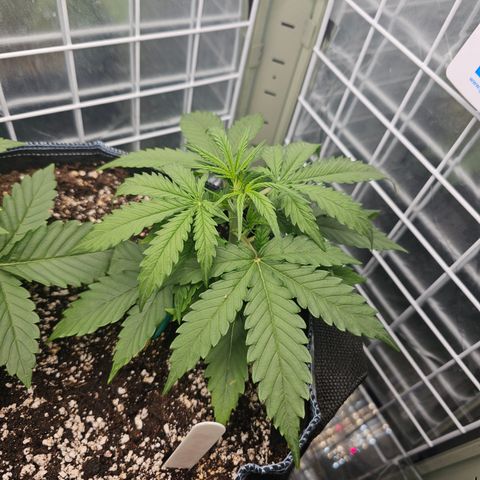 Royal Critical Automatic growlog timeline photo