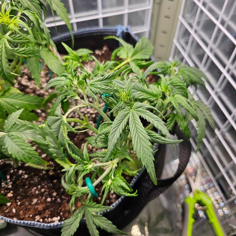 Royal Dwarf growlog timeline photo